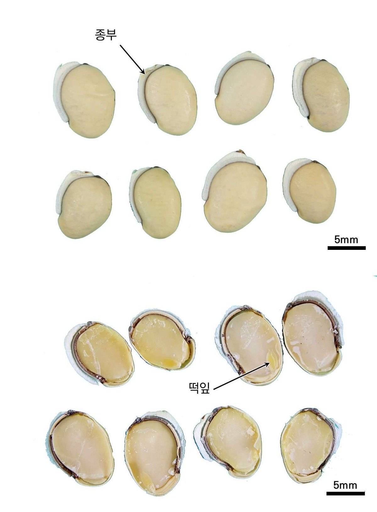 백편두 약재 사진 — 식품의약품안전평가원, 한약재 관능검사 해설서(2022 개정본)