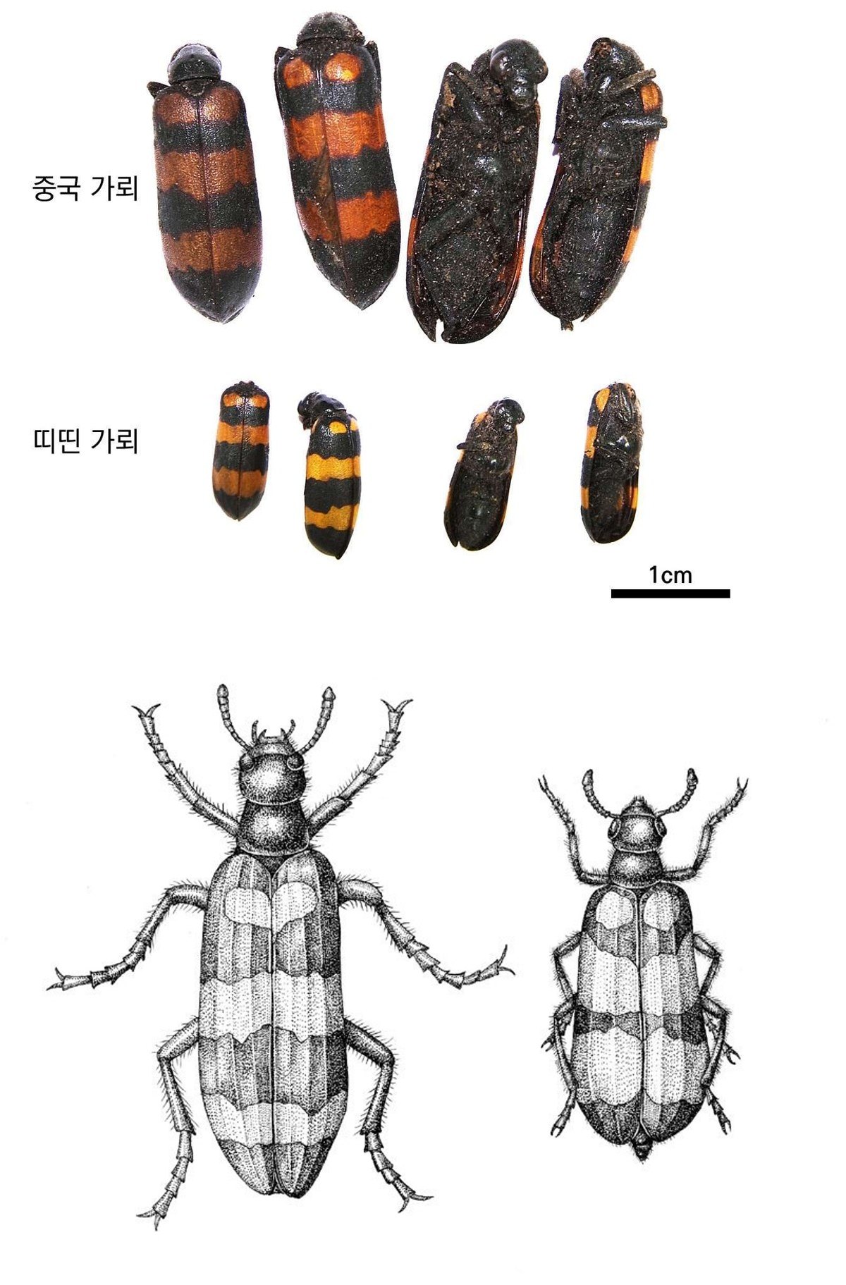 반묘 약재 사진 — 식품의약품안전평가원, 한약재 관능검사 해설서(2022 개정본)