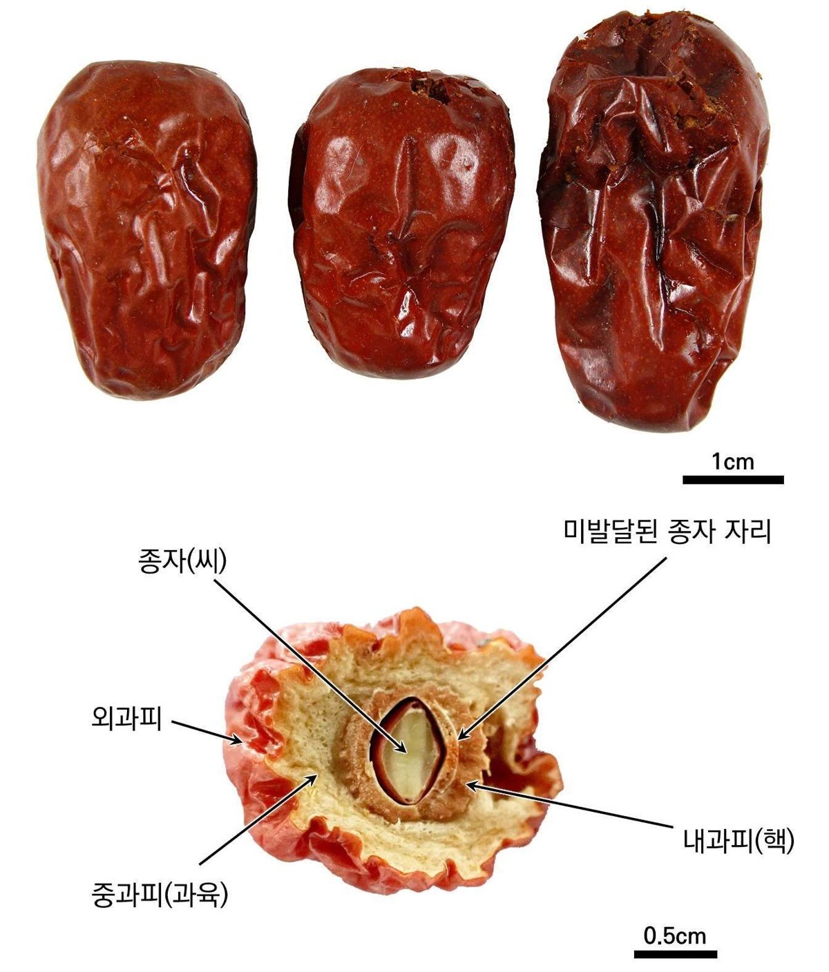 대추 약재 사진 — 식품의약품안전평가원, 한약재 관능검사 해설서(2022 개정본)