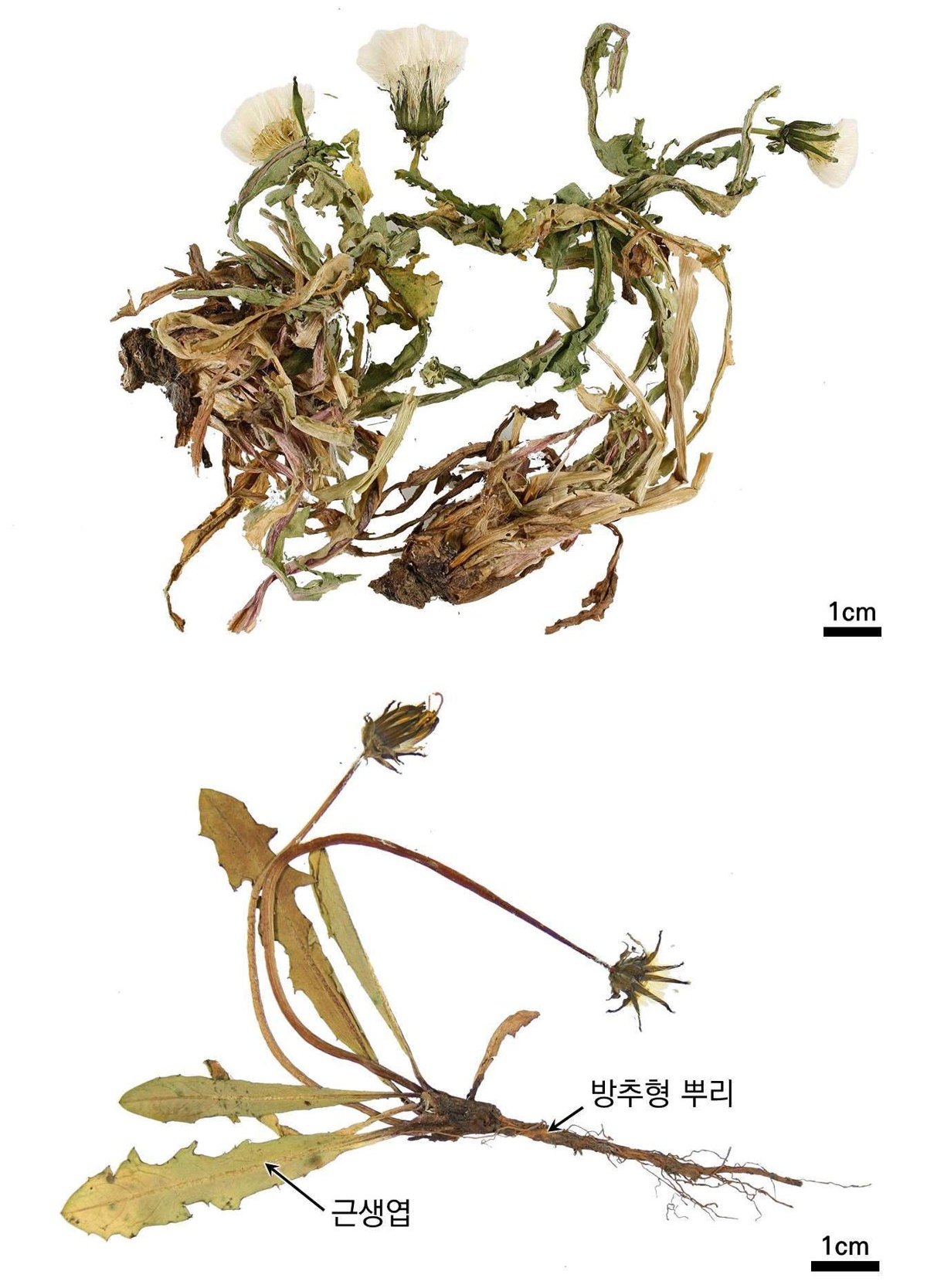 포공영 약재 사진 — 식품의약품안전평가원, 한약재 관능검사 해설서(2022 개정본)