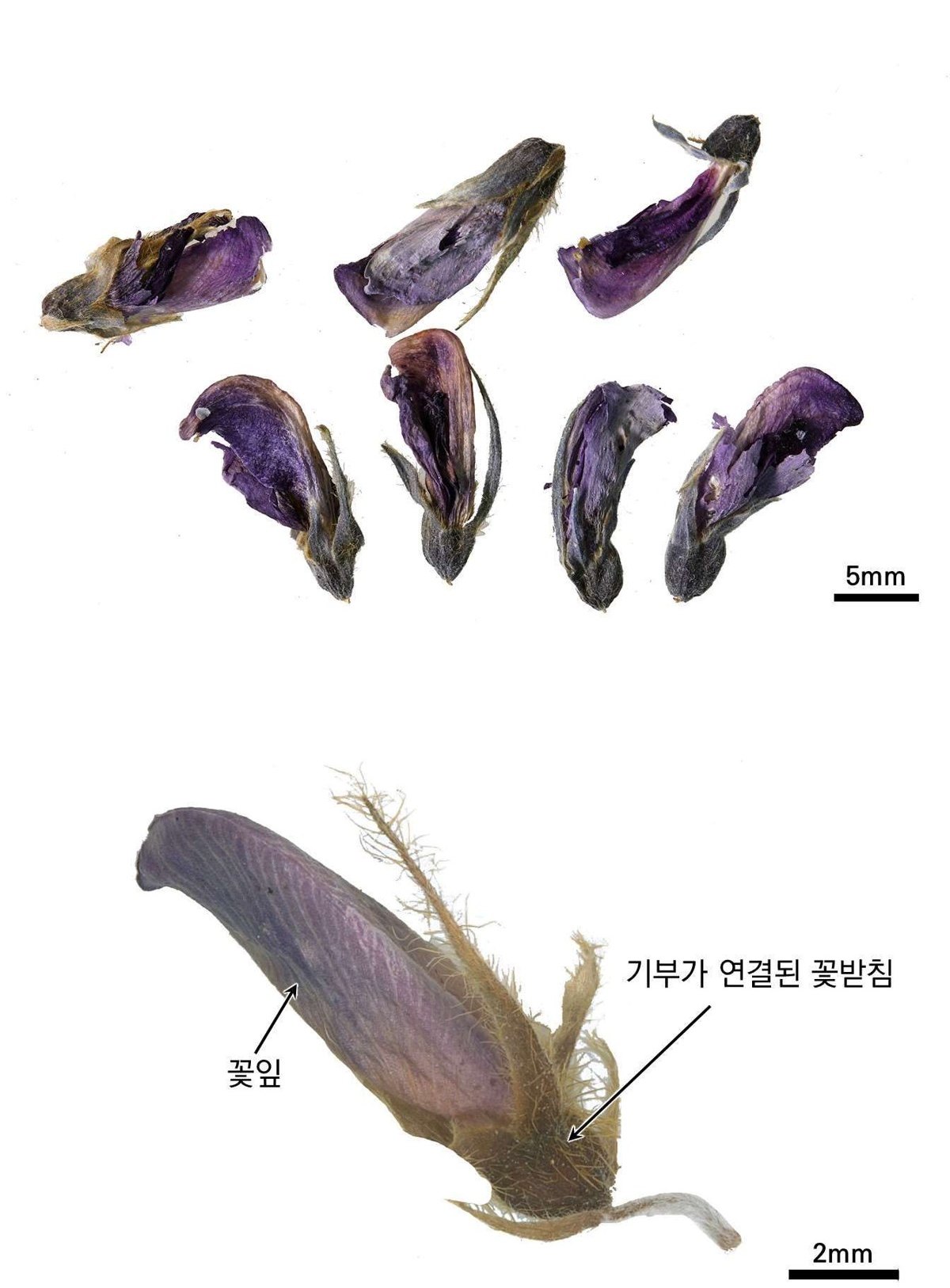 갈화 약재 사진 — 식품의약품안전평가원, 한약재 관능검사 해설서(2022 개정본)