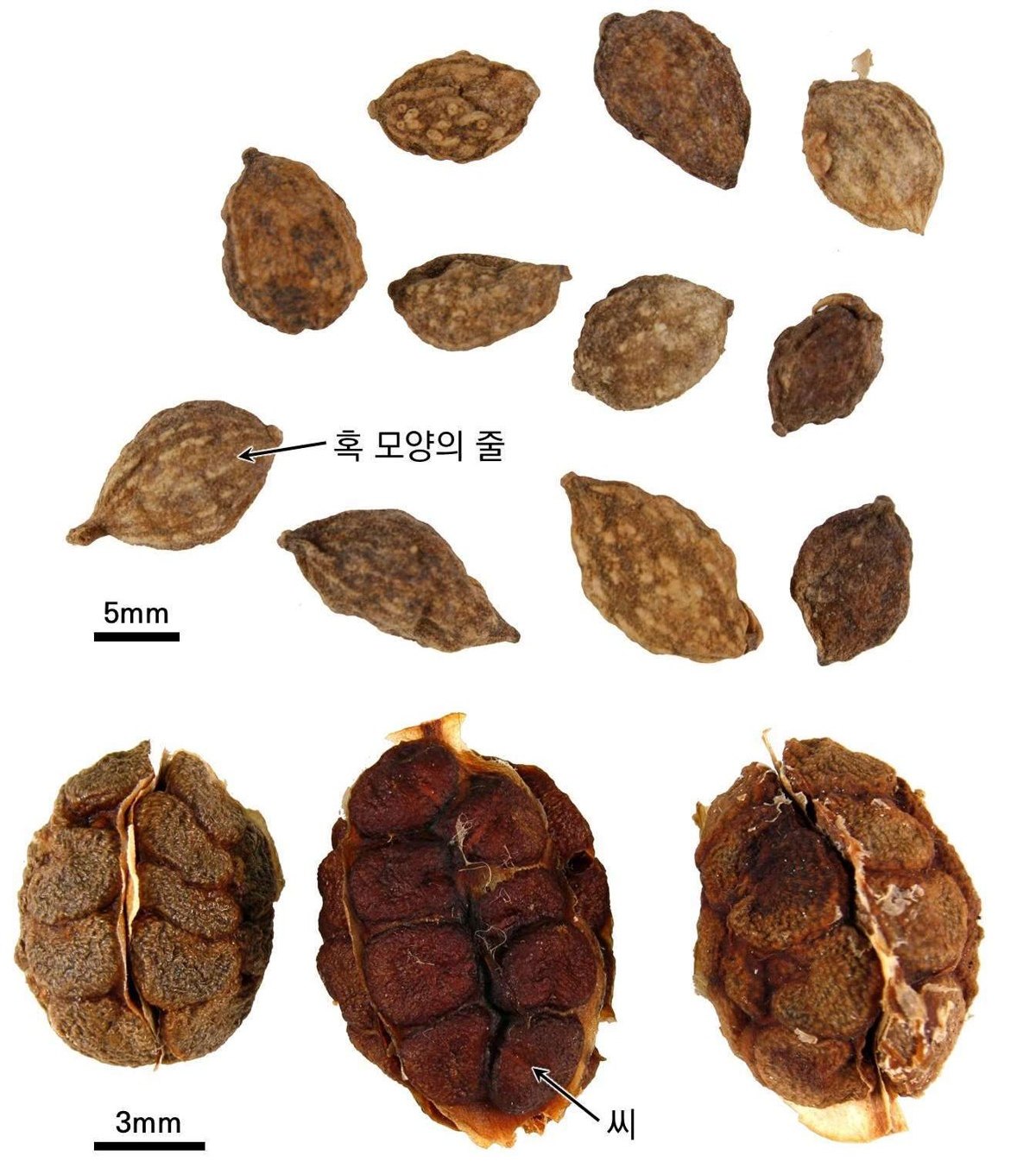 익지 약재 사진 — 식품의약품안전평가원, 한약재 관능검사 해설서(2022 개정본)