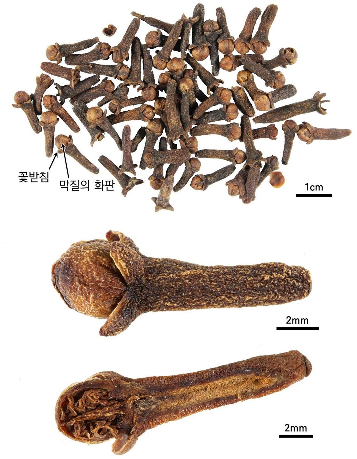 정향 약재 사진 — 식품의약품안전평가원, 한약재 관능검사 해설서(2022 개정본)