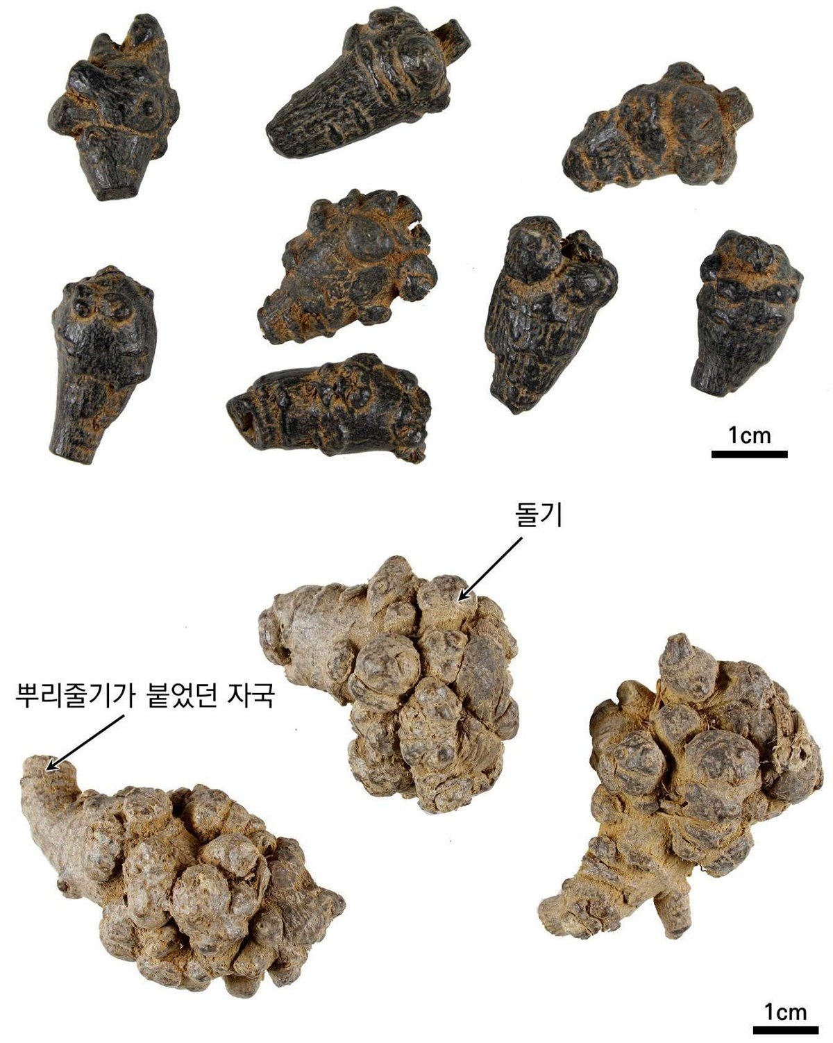 삼칠 약재 사진 — 식품의약품안전평가원, 한약재 관능검사 해설서(2022 개정본)