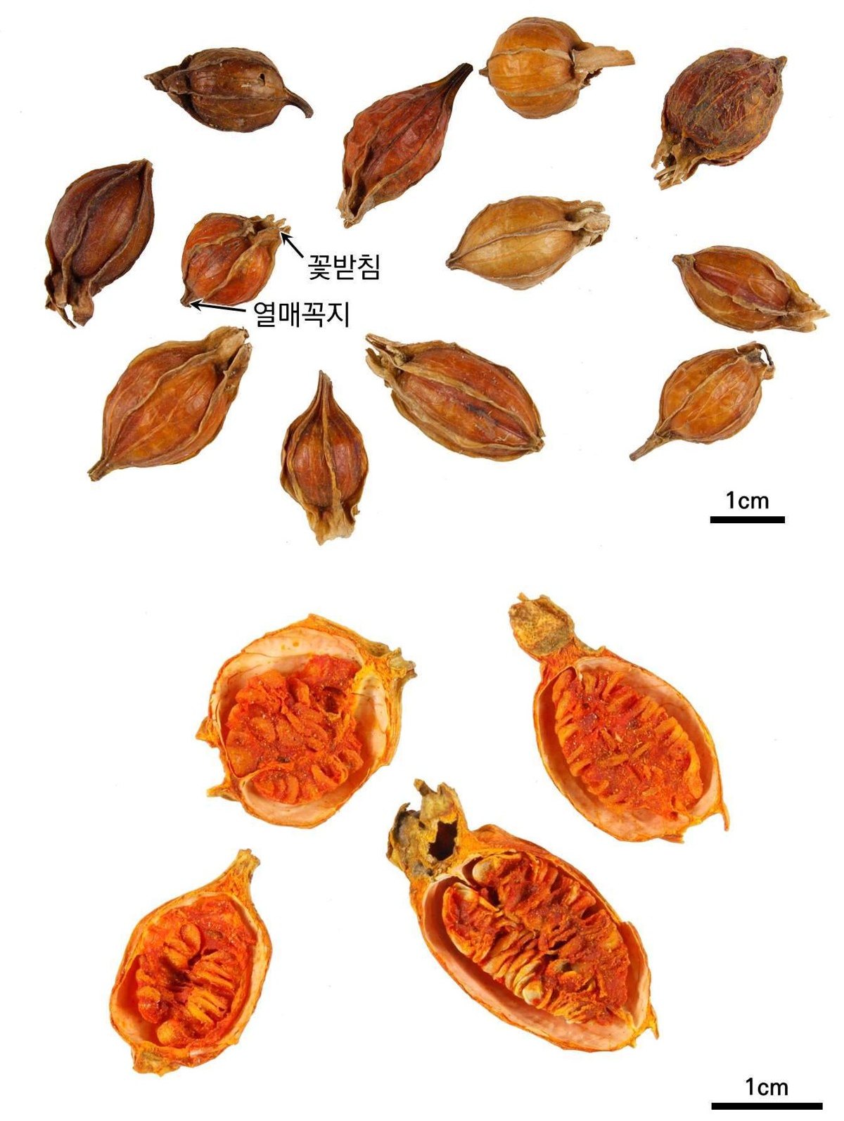 치자 약재 사진 — 식품의약품안전평가원, 한약재 관능검사 해설서(2022 개정본)