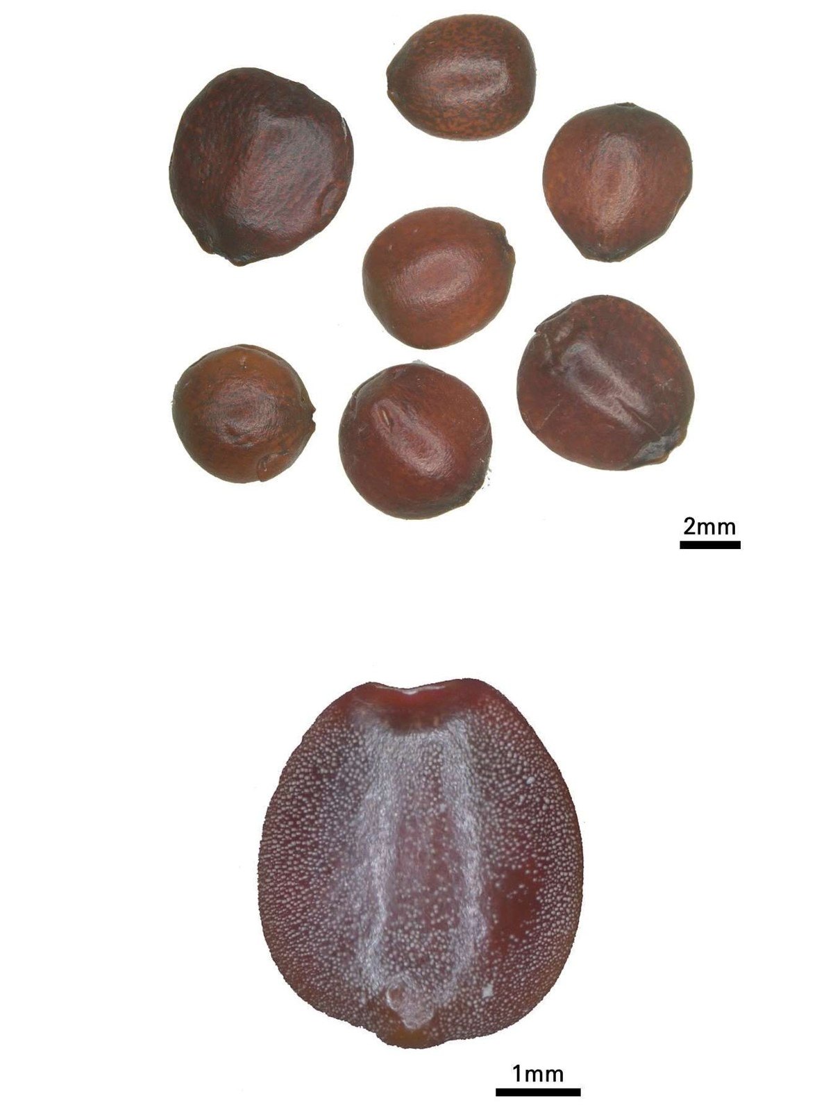 산조인 약재 사진 — 식품의약품안전평가원, 한약재 관능검사 해설서(2022 개정본)
