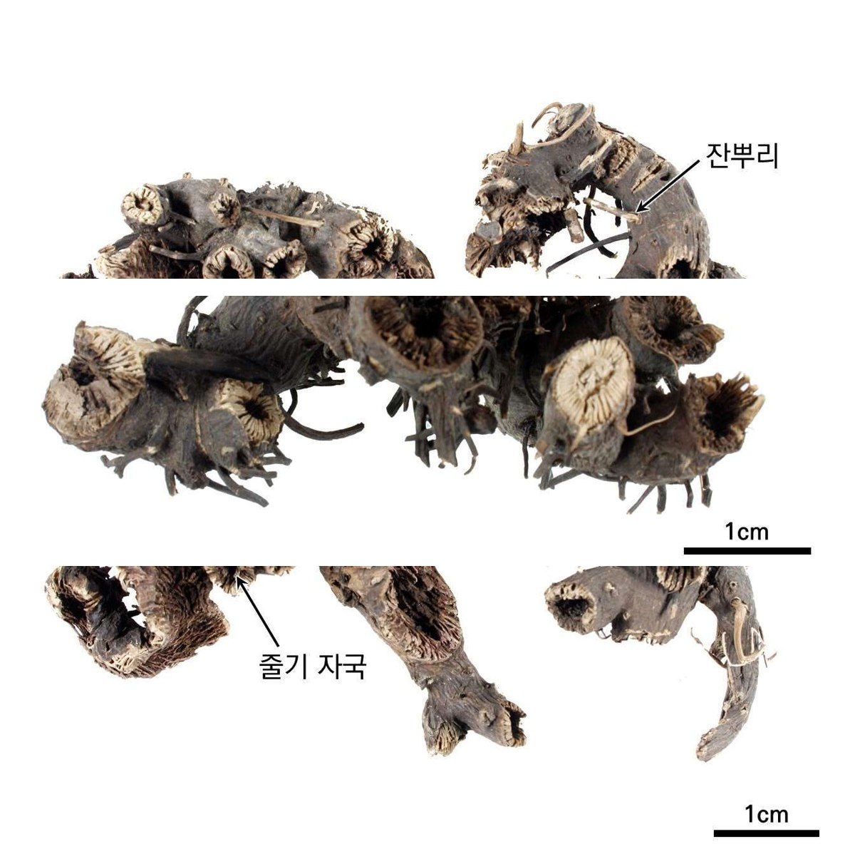 승마 약재 사진 — 식품의약품안전평가원, 한약재 관능검사 해설서(2022 개정본)