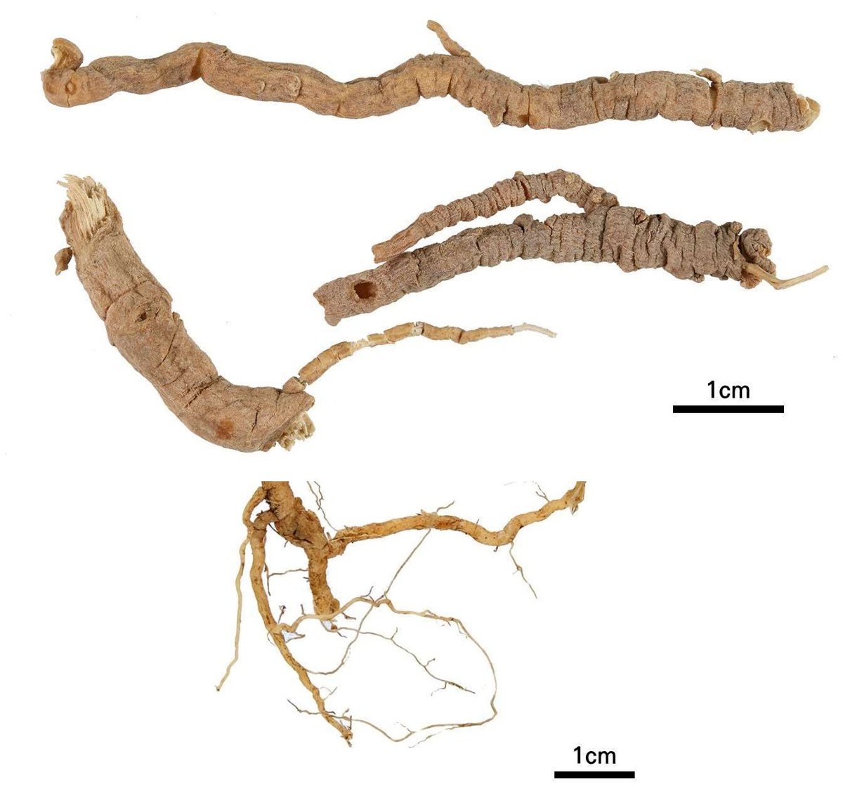 원지 약재 사진 — 식품의약품안전평가원, 한약재 관능검사 해설서(2022 개정본)